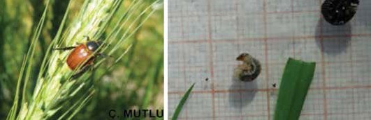 Ekin bambulu ergini ve larvası